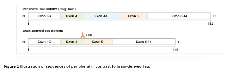 Illustration of sequences of peripheral in contrast to brain-derived Tau