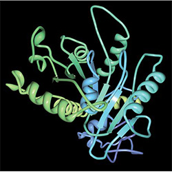 Human MxA Protein