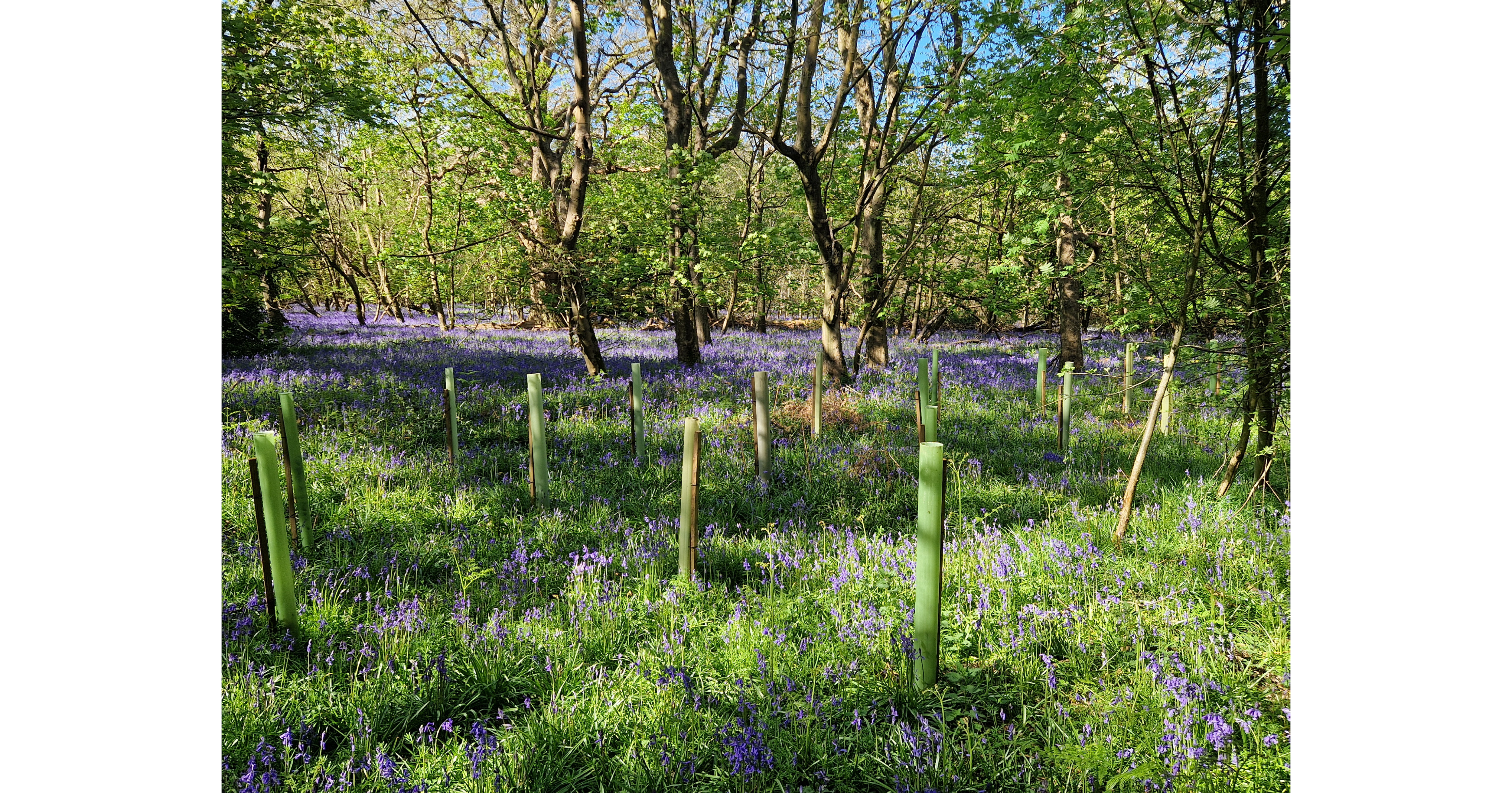 Marking 25 Years of Growth at Besselsleigh Wood – Interview with Mark Aspell