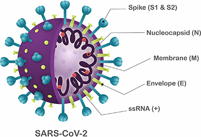 Rapid COVID-19 Test for Detection of Specific Antibodies IgM and IgG To  Novel Corona Virus SARS-CoV-2 Causing Covid-19 Pneumonia. Stock Image -  Image of blood, finger: 178875223