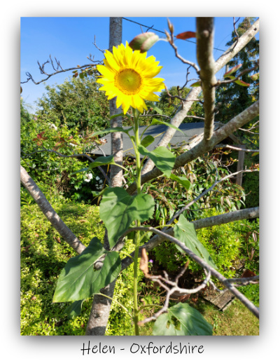 Sunflower