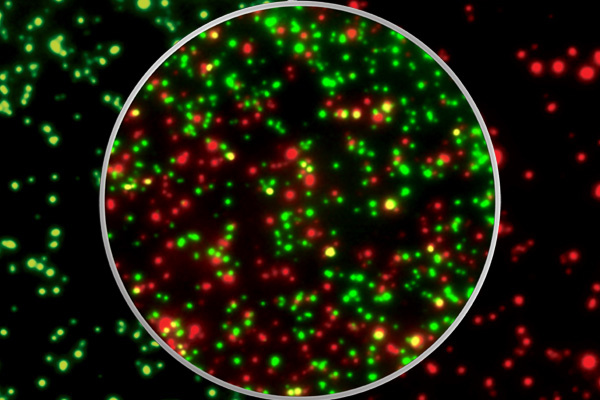 EliSpot immunoassays