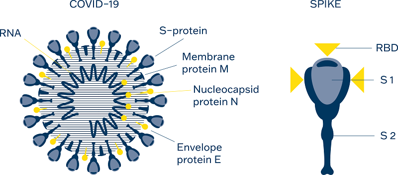 The Spike Protein of SARS-CoV-2