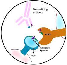 SARS-CoV-2 nAb