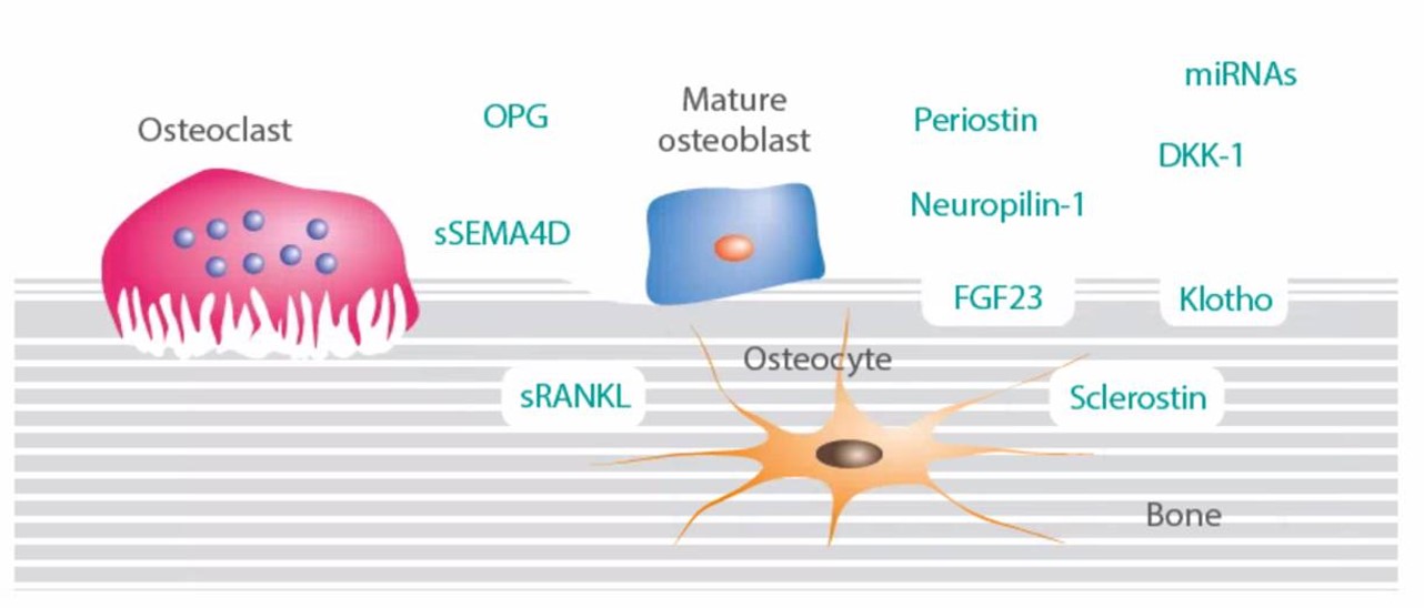 Bone Biomedica - Biomarkers Bone Biomedica - Biomarkers