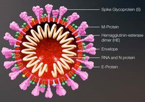 Coronaviruses contain a least 4 structural proteins: