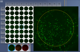 AID iSpot allows the analysis of both enzymatic and fluorescent EliSpot assays.