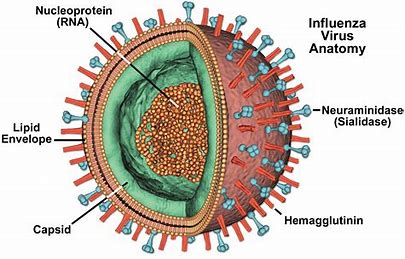 Influenza virus is a highly contagious respiratory RNA virus of the Orthomyxoviridae family