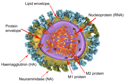 Influenza is an acute viral infection of the respiratory tract that is highly infectious 