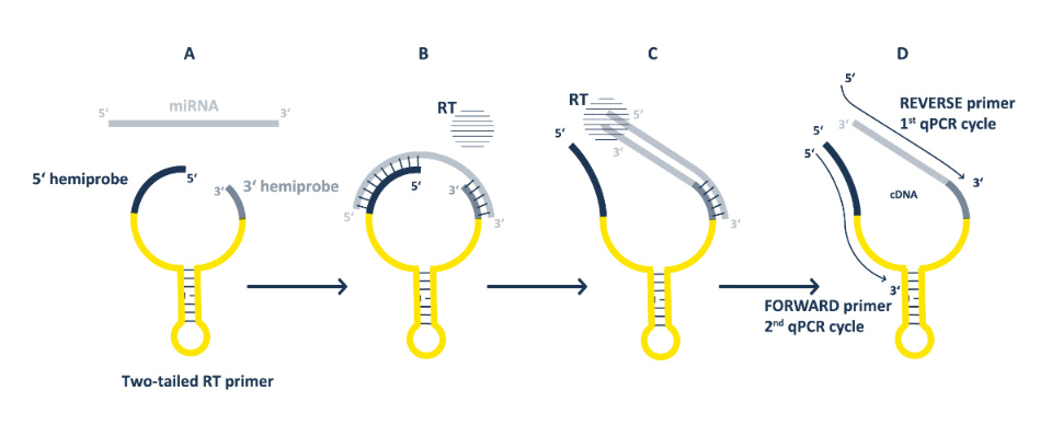 Two-Tailed RT-qPCR is standardised for miRNA and piRNA total quantification.