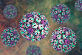 The BK virus is a major cause of lethal loss of function in patients with renal transplants
