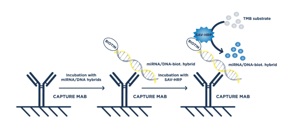 miREIA -miRNA enzyme immunoassay